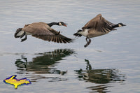 Canadian Geese Michigan Wildlife Photo Michigan's Upper Peninsula Photography