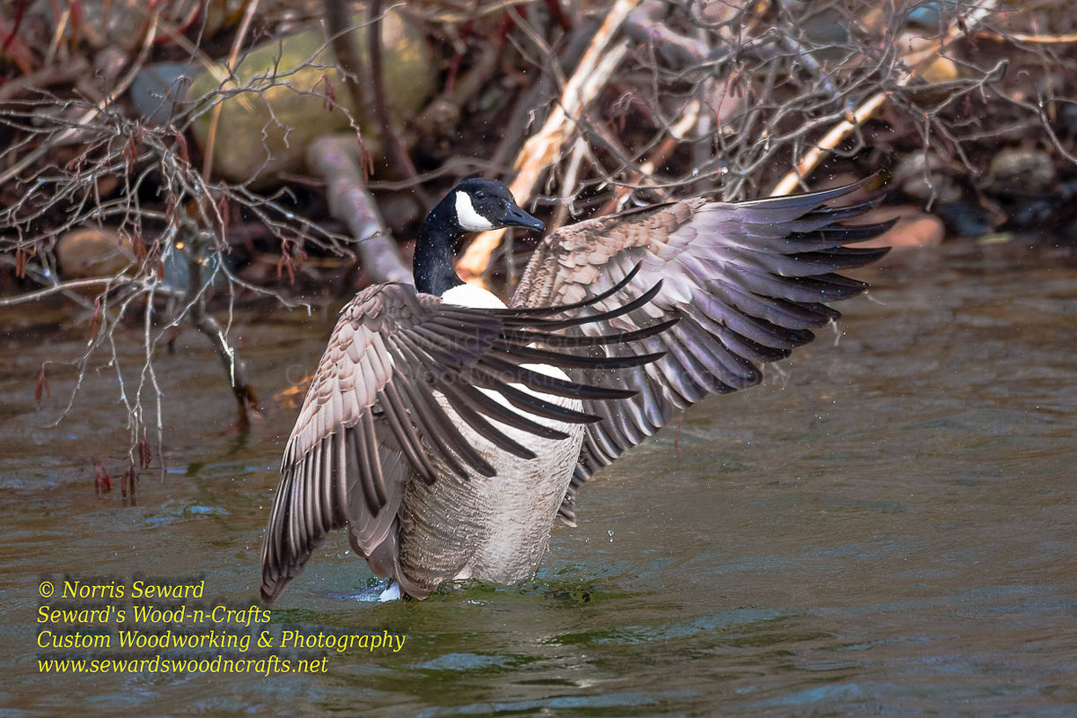 Michigan Wildlife Canadian Geese -9030 – Seward's Wood-n-Crafts ...