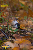 Michigan Photography Chickadee Autumn Colors Wildlife Photos