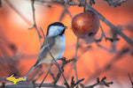 Michigan Wildlife Photography Chickadee taking water drops from an apple