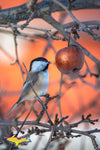 Michigan Wildlife Photography Chickadee in an apple tree