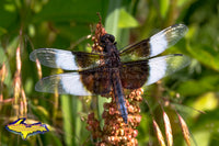 Wildlife Dragonfly Photo