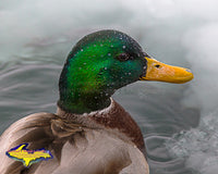 Wildlife Photography Mallard Duck Close Up Portrait Photo