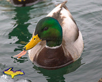Wildlife Photography Mallard Duck Close Up Photo