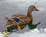 Wildlife Photography Mallard Hen Duck Beautiful Reflrctions