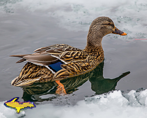 Wildlife Photography Mallard Hen Duck Beautiful Reflrctions