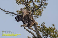 Bald Eagle Michigan Wildlife Photo Michigan's Upper Peninsula Photography For Sale Great Prices