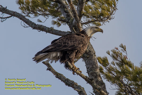 Michigan Wildlife Photography Eagle Photo Image