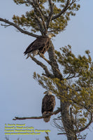 Bald Eagles Michigan Wildlife Photo Michigan's Upper Peninsula Photography For Sale