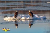 Michigan Photography Wildlife Eagles On Ice Pictures For Home And Office Decor