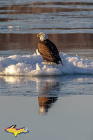 Michigan Wildlife Photography Eagles On Ice Pictures For Home And Office Decor