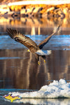 Michigan Wildlife Photography Eagle In Flight Wildlife Home Office Decor