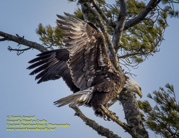 The Eagle Has Landed Michigan Wildlife Photo