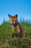 Michigan Wildlife Photography Red Fox Photo Image For Sale