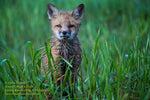 Red Fox Michigan Wildlife Photo For Sale