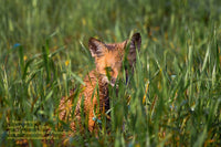 Michigan Wildlife Photography Fox pup peaking through the tall grass! Photos
