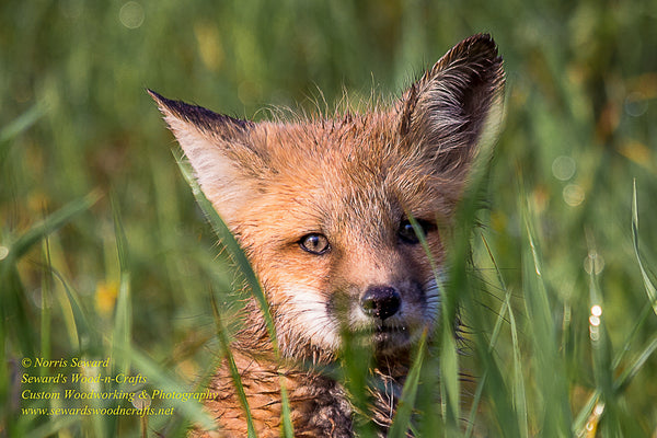Red Fox Michigan Wildlife Photos For Sale 