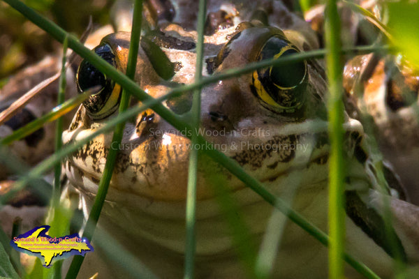 Wildlife Photography Large Leopard Frog Close Up Photo