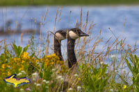 Canadian Geese Michigan Wildlife Photos For Sale