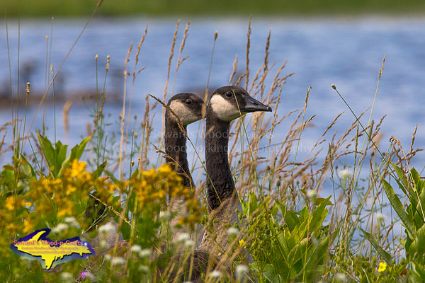 Canadian Geese Michigan Wildlife Photos For Sale