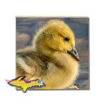 Michigan Made Drink Coaster Wildlife Gosling Best Nature Gifts