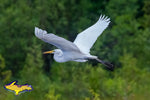 Wildlife Photography Great Egret Flying Photo Michigan Photography