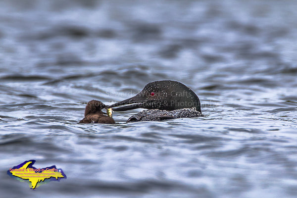 Wildlife Common Loon Photos For Sale