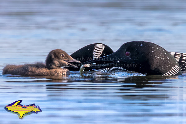Wildlife Common Loon Photo Michigan's Upper Peninsula Images For Sale