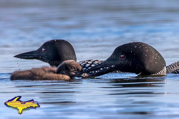 Loons Feeding Baby Chick Photos Wildlife Photo Images For Sale