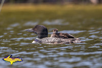 Michigan Upper Peninsula Photography Wildlife Common Loon Photo Best prices on prints & Canvas
