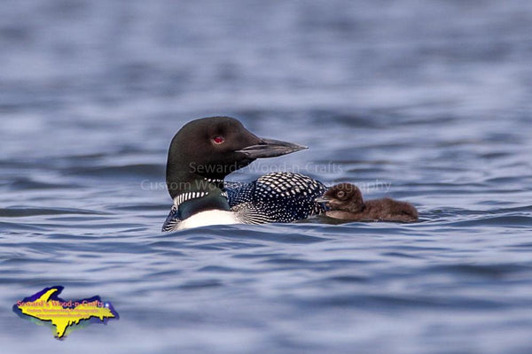 Wildlife Common Loons Wildlife Photos Michigan's Upper Peninsula Wildlife Images For Sale