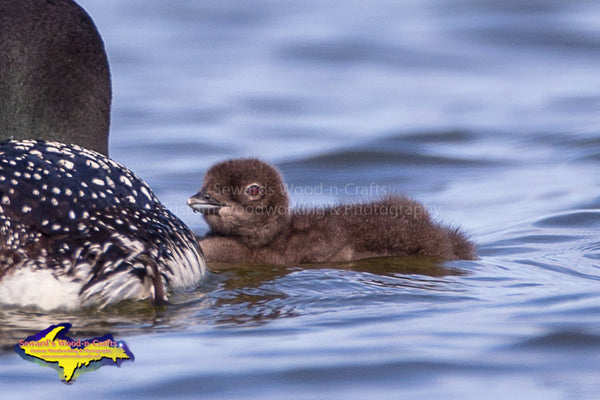 Baby Loon Chick Photo Michigan's Upper Peninsula Wildlife Photo Image