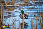 Wildlife Photography Mallard Duck Standing On Ice Photo