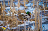 Wildlife Photography Mallard Ducks Michigan's Upper Peninsula Photos For Sale