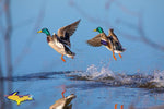 Michigan Wildlife Photography Mallard Ducks Taking Flight Photos For Home Office Decor