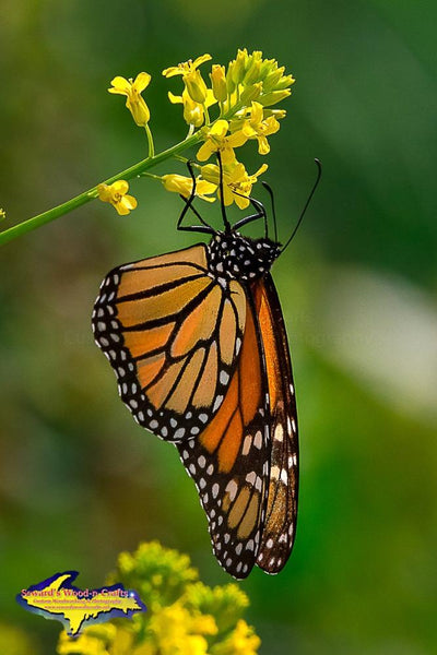 Monarch Butterfly Michigan Nature Photo