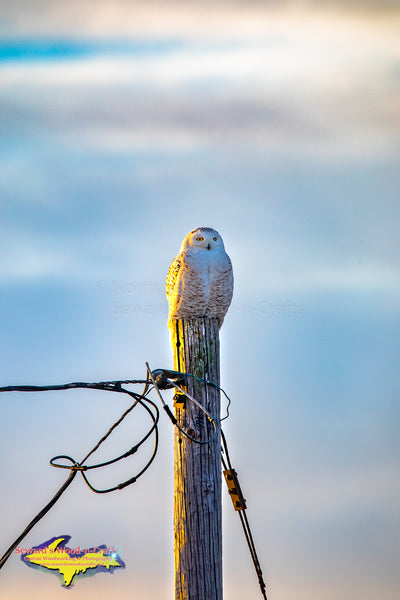 Michigan Photography Snowy Owl Wildlife Photos
