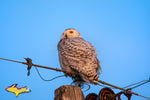 Michigan Photography Snowy Owl Wildlife Photography Michigan Art For Sale