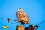 Michigan Photography Snowy Owl Wildlife Photos Prints Canvas Metal Michigan Art