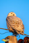 Michigan Photography Snowy Owl Sunbathing Wildlife Photo Michigan Art Home Office Decor