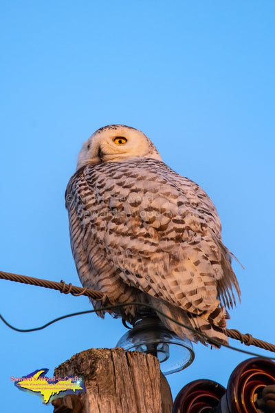 Snowy Owl Wildlife Photos. Prints, canvas, metal, Michigan art for home or office 