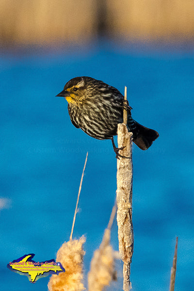 Red-winged Blackbird Female Michigan Wildlife Photos