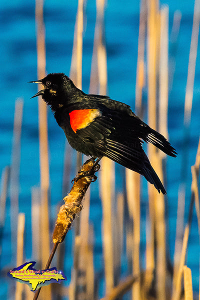 Wildlife Photography Red-winged Blackbird Michigan's Upper Peninsula Photos