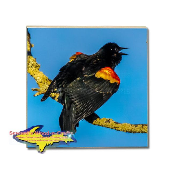 Michigan Made Drink Photo Coaster Wildlife Red Winged Blackbird 