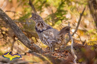 Ruffed Grouse Partridge Photo Michigan Wildlife Photography