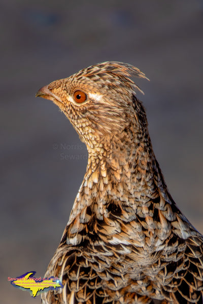 Michigan Wildlife Photography  Ruffed Grouse (Partridge) Photos