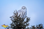 Snowy Owl Photo Michigan Wildlife Photo Images for Sale