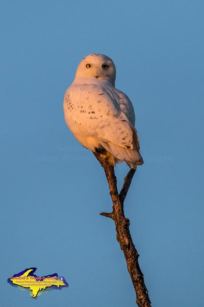 Snowy Owl Michigan Upper Peninsula Photo Wildlife Photography Prints Canvas & More