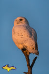 Snowy Owl Michigan Wildlife Photo Michigan's Upper Peninsula Photography For Sale