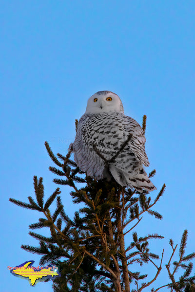 Michigan Upper Peninsula Photography Snowy Owl Wildlife Photos